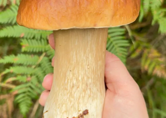 Siedlisko Wytowno 度假居 *